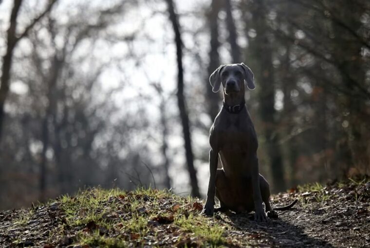 A weimari vizsla: ezüstszínű elegancia egy rakoncátlan szívvel