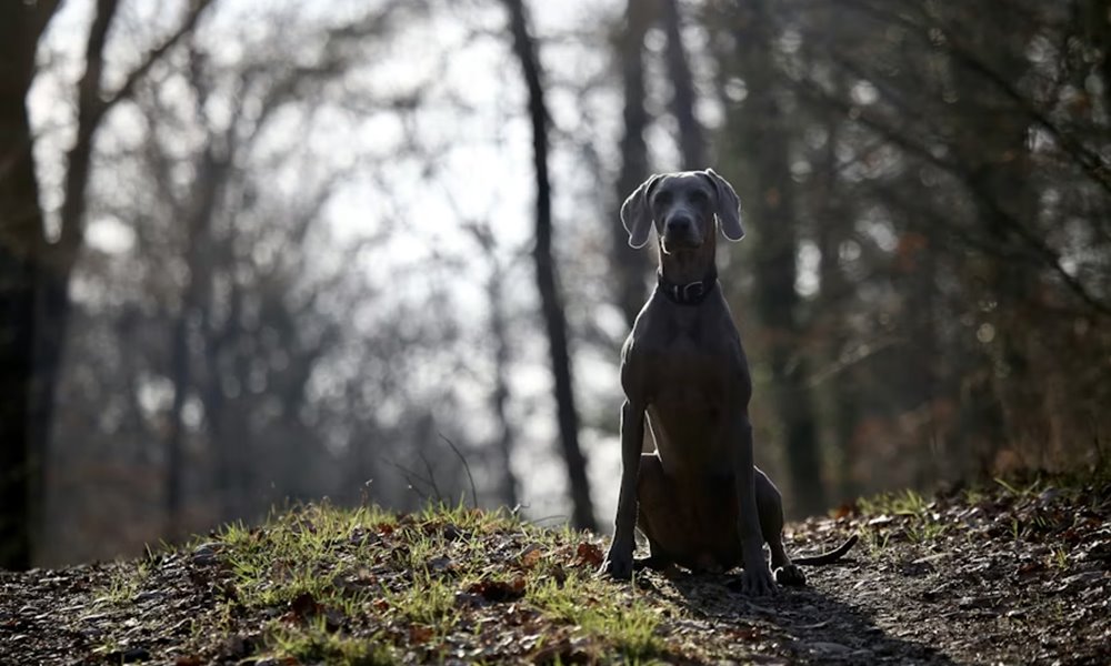 A weimari vizsla: ezüstszínű elegancia egy rakoncátlan szívvel