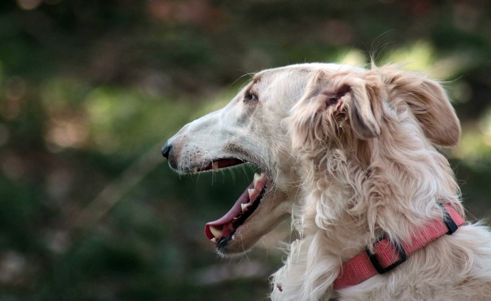 a borzoi avagy az orosz agar 1 a borzoi avagy az orosz agar 1