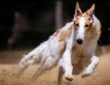 a borzoi avagy az orosz agar