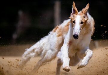 a borzoi avagy az orosz agar