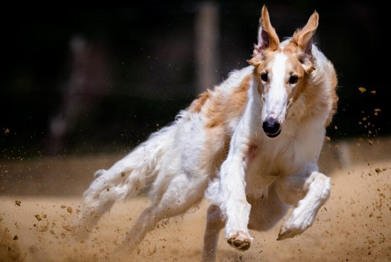 a borzoi avagy az orosz agar