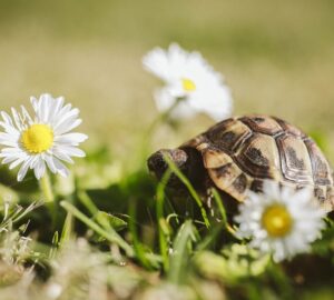 a teknos nem lustasag