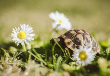 a teknos nem lustasag