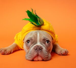 allatinfluenszerek titkos elete 6