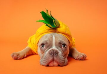 allatinfluenszerek titkos elete 6