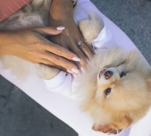 allatinfluenszerek titkos elete