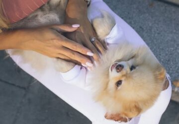 allatinfluenszerek titkos elete