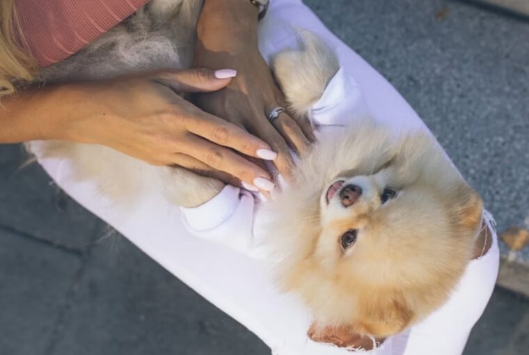 allatinfluenszerek titkos elete