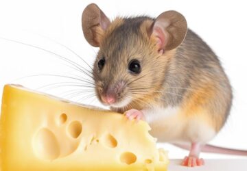 amit az egerek tenyleg szeretnek