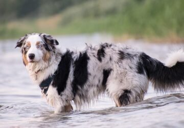 ausztral juhaszkutya