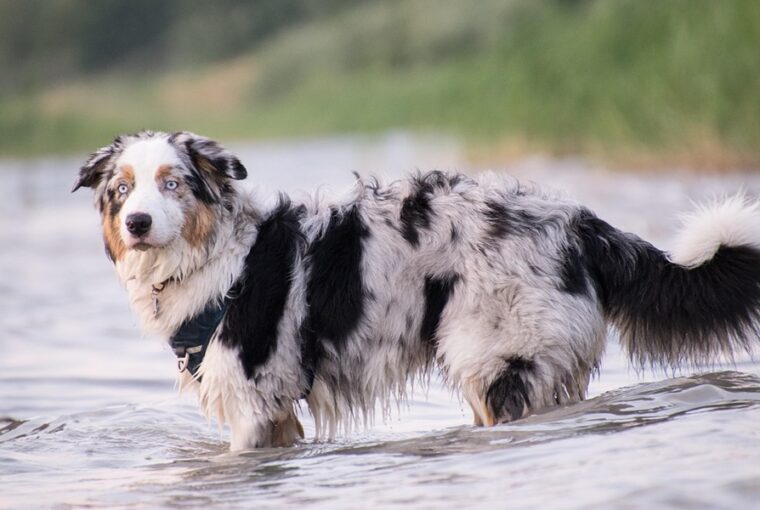 ausztral juhaszkutya