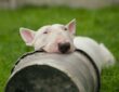 A bullterrier: tojásfejű komikus