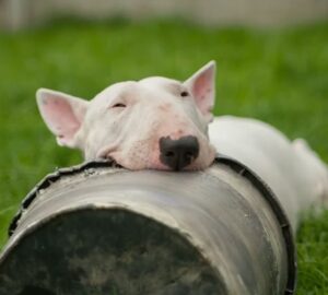 A bullterrier: tojásfejű komikus