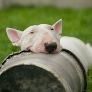 A bullterrier: tojásfejű komikus