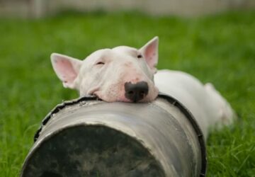 A bullterrier: tojásfejű komikus