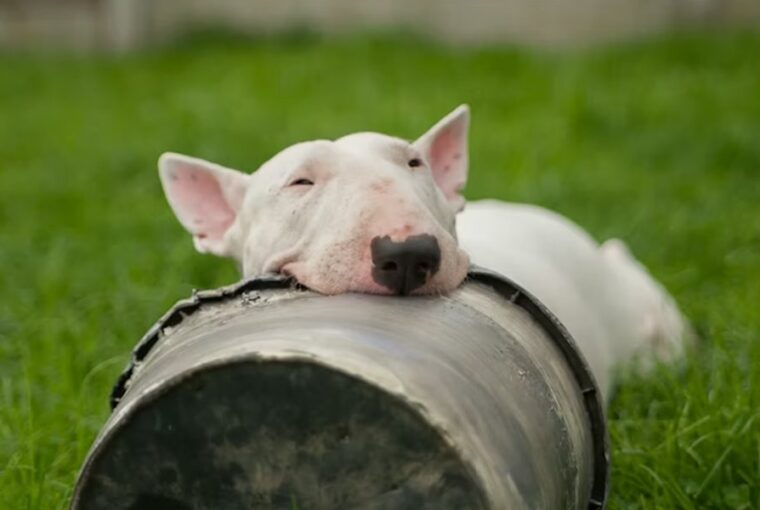A bullterrier: tojásfejű komikus