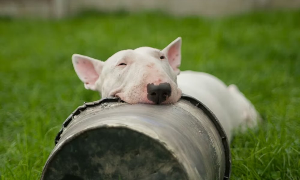 A bullterrier: tojásfejű komikus