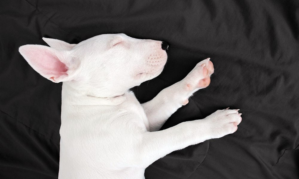bullterrier tojasfeju komikus 1 bullterrier tojasfeju komikus 1