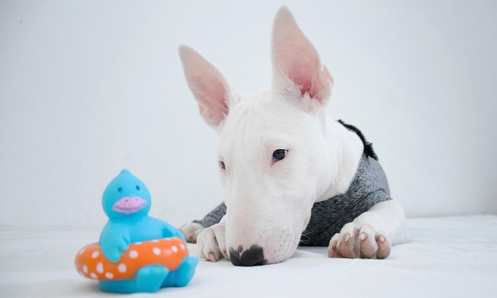 bullterrier tojasfeju komikus 2 bullterrier tojasfeju komikus 2