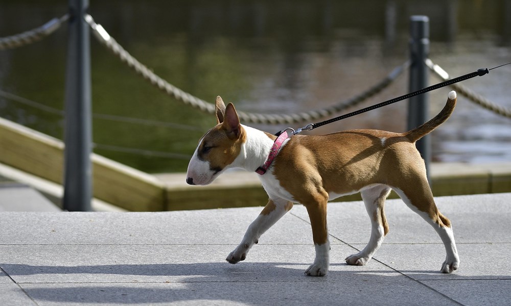 bullterrier tojasfeju komikus 3 bullterrier tojasfeju komikus 3