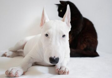 bullterrier tojasfeju komikus