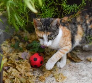 cicak es a retriever szindroma 1