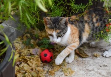 cicak es a retriever szindroma 1