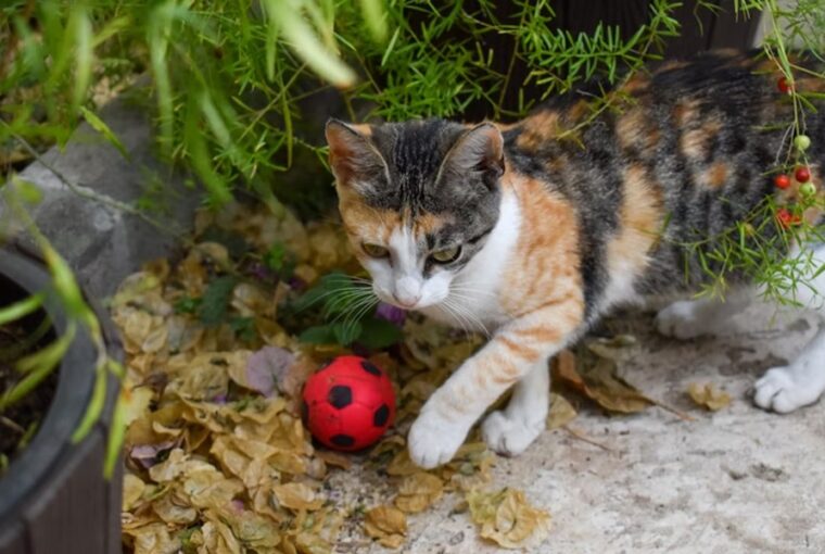 cicak es a retriever szindroma 1