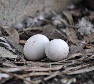 galamb feszkelt az erkelyedre