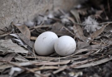 galamb feszkelt az erkelyedre