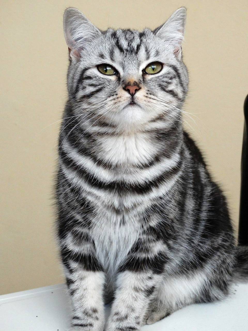 hogyan lett a brit rovidszoru a whiskas macska 1 hogyan lett a brit rovidszoru a whiskas macska 1