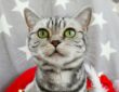 hogyan lett a brit rovidszoru a whiskas macska