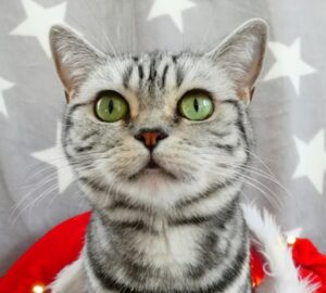hogyan lett a brit rovidszoru a whiskas macska
