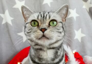 hogyan lett a brit rovidszoru a whiskas macska