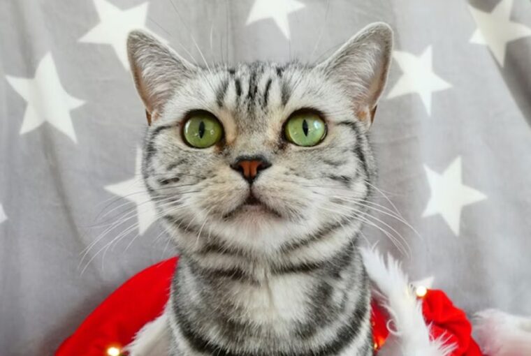 hogyan lett a brit rovidszoru a whiskas macska