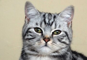 hogyan lett a brit rovidszoru a whiskas macska