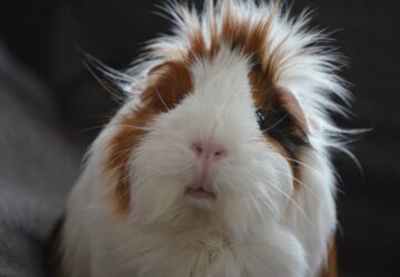 hogyan manipulal minket a tengerimalac 2