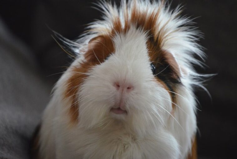 hogyan manipulal minket a tengerimalac 2