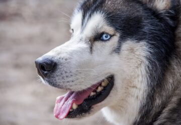 Mit mesélnek a jégkorszaki kutyák az emberi történelemről?