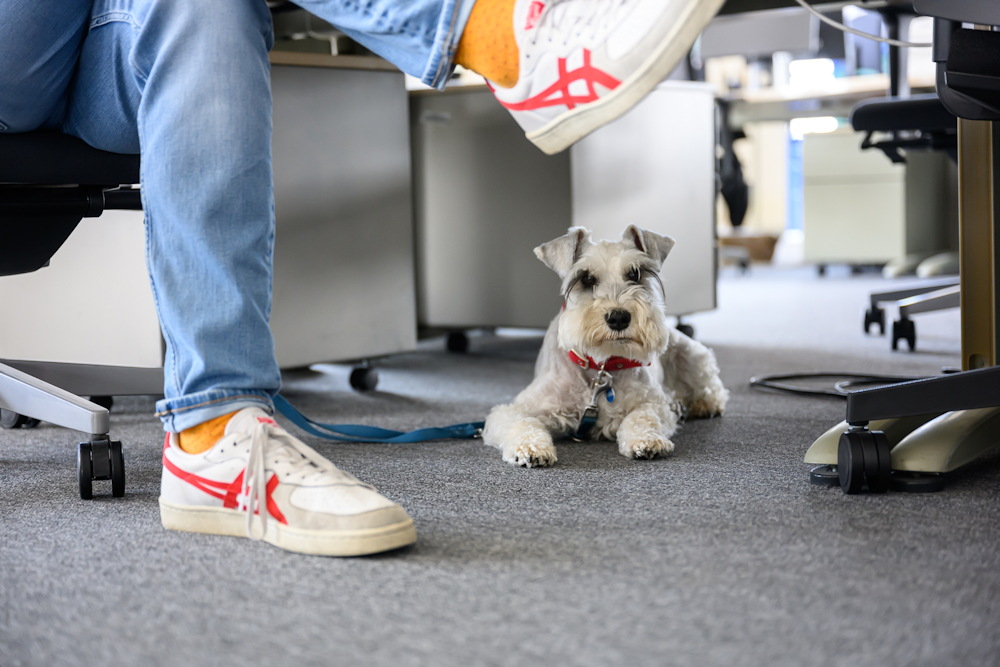 kuyas munkahelyi nap 02 Június 20-án jön a kutyás munkahelyi nap!