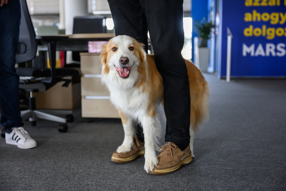 kuyas munkahelyi nap 03 Június 20-án jön a kutyás munkahelyi nap!