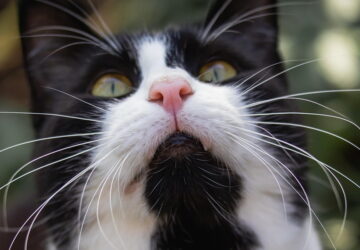 A macskád tudja, hol jártál