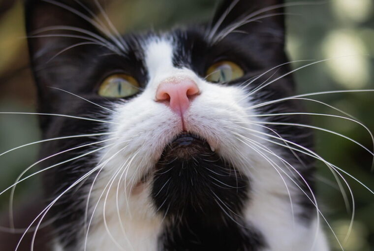 A macskád tudja, hol jártál