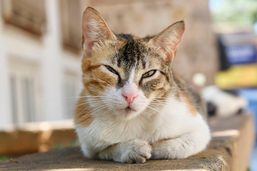 macskad tudja hol jartal 03 A macskád tudja, hol jártál