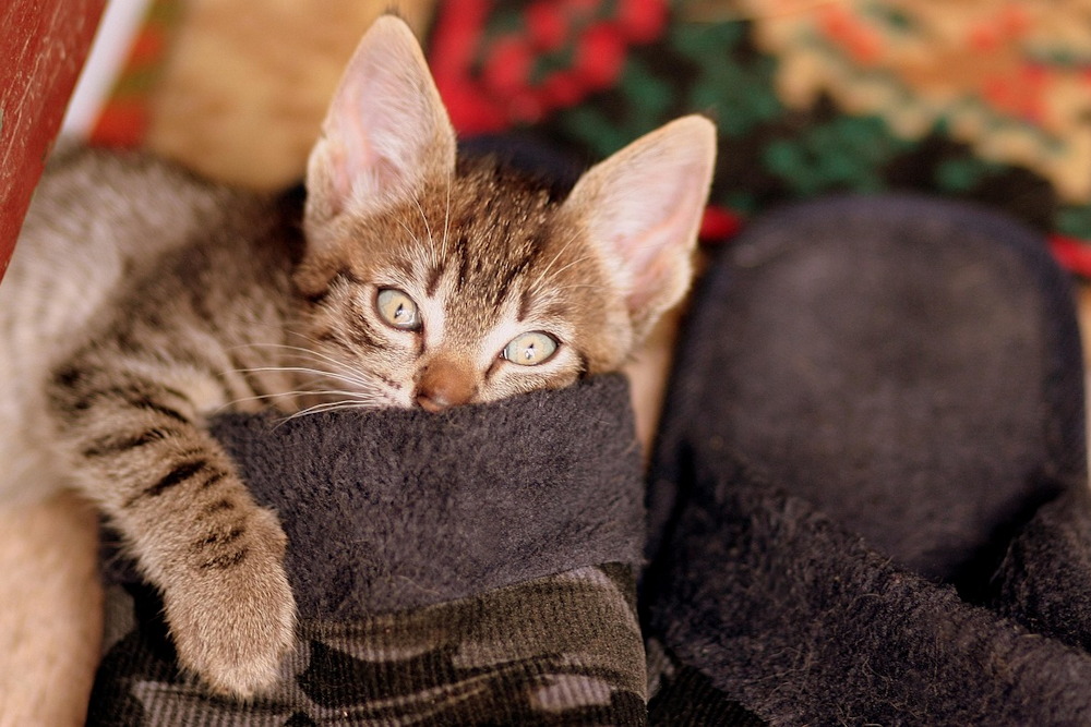 macskad tudja hol jartal 04 A macskád tudja, hol jártál