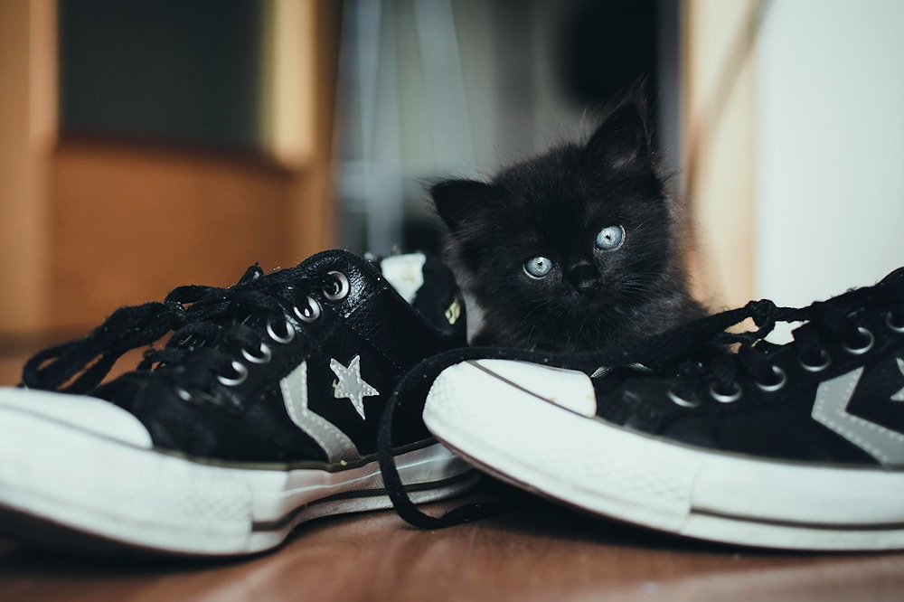 macskad tudja hol jartal 05 A macskád tudja, hol jártál