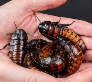 madagaszkari butykos csotany 1