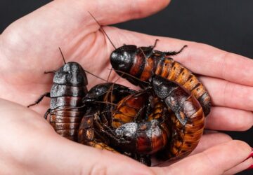 madagaszkari butykos csotany 1