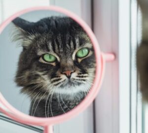 mit lat valojaban a cicad a tukorben